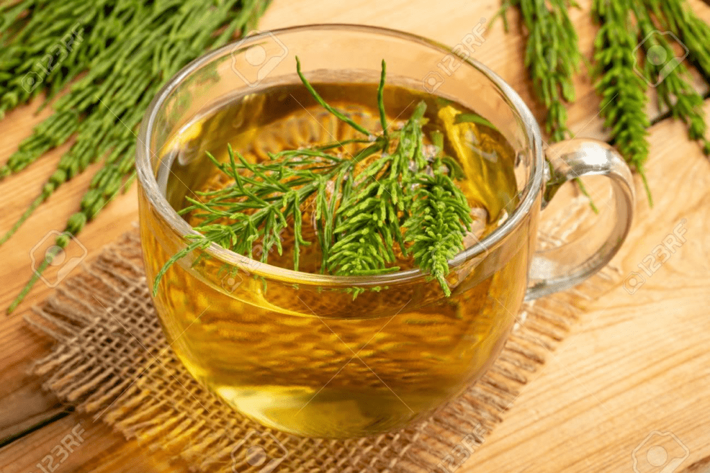 Horsetail Tea